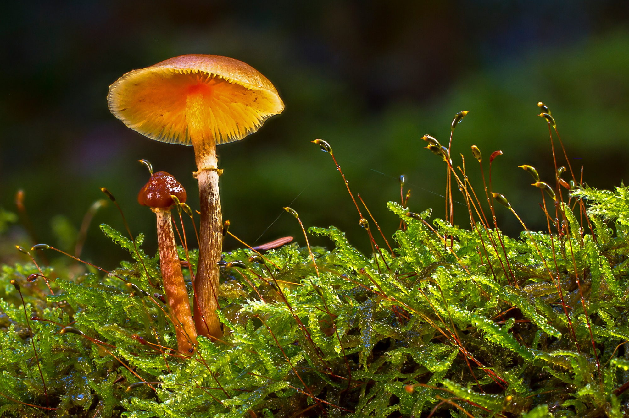 organisches wachstum pilze